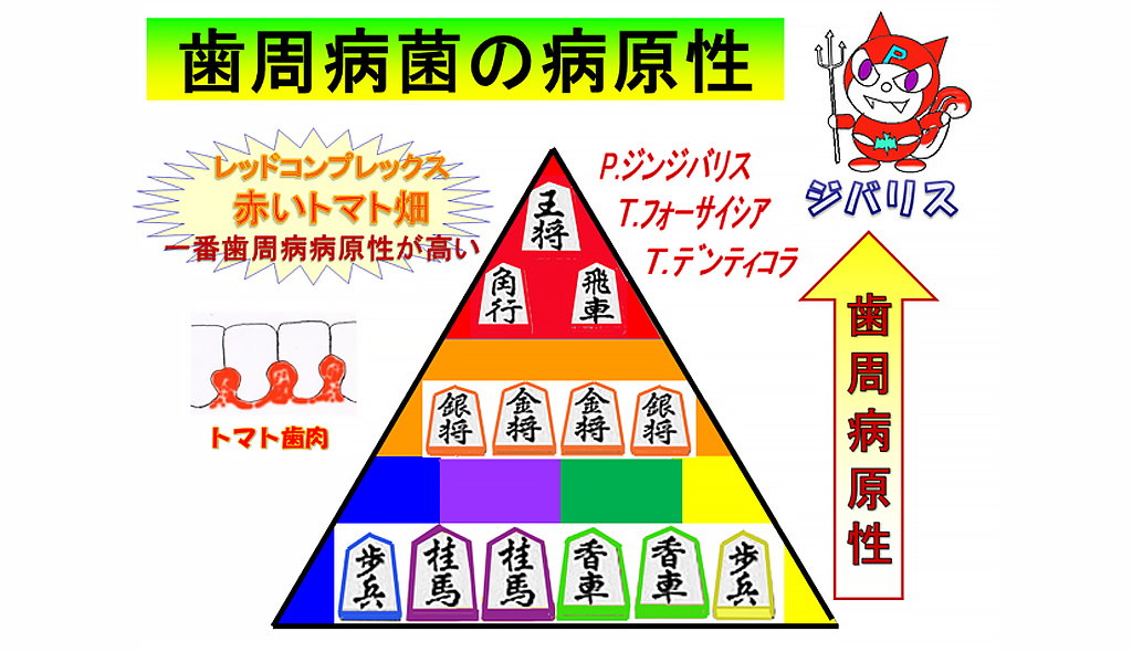 「歯周病菌の病原性」T.デンティコラ、T.フォーサイシア、P.ジンジバリスはレッドコンプレックスと呼ばれ、歯周病原性が一番高い