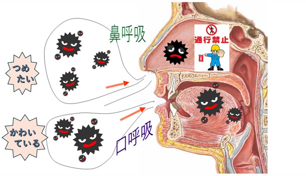 鼻呼吸&rarr;フィルター（鼻毛、粘膜）がウイルスの侵入を防ぐ 口呼吸&rarr;フィルターがないのでウイルスが体内に侵入しやすい。
